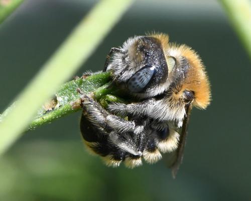 Réf. 283 574 : Hoplitis sp.